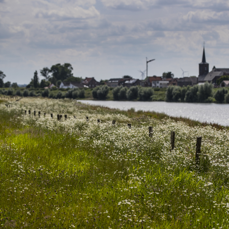 Een weiland langs de Maas met op de achtergrond een kerk