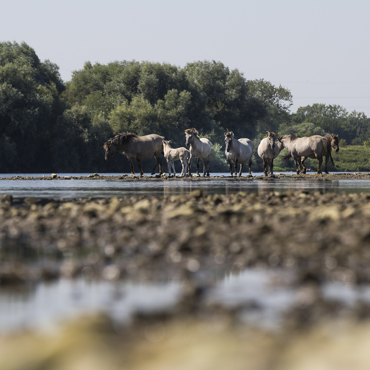 Paarden in water bij Rivierpark Maasvallei