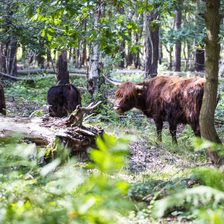 Schotse Hooglanders in de Schinveldse Bossen