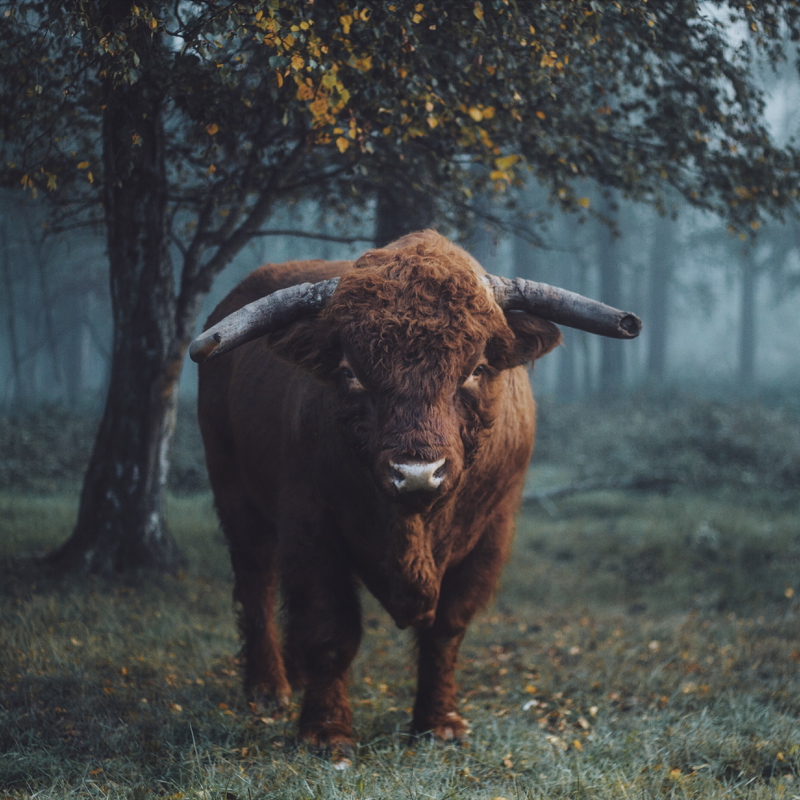 Een stier in de Schinveldse Bossen