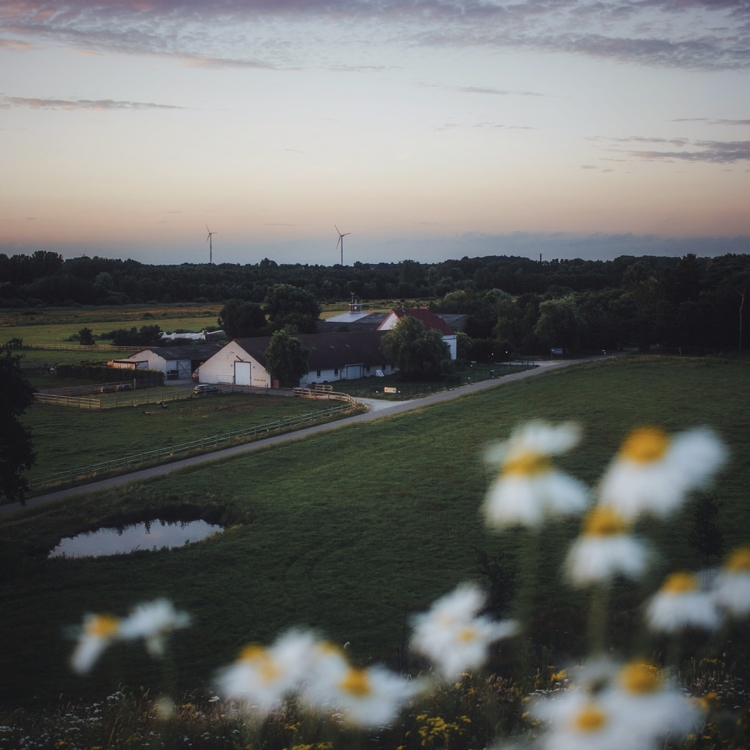 Een boerderij in een weiland met boterbloempjes