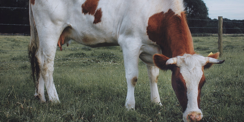 Een stier in de wei bij het Schinveldse Es