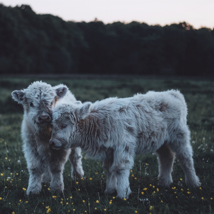 Kalfjes met dikke vacht in de Schinveldse bossen