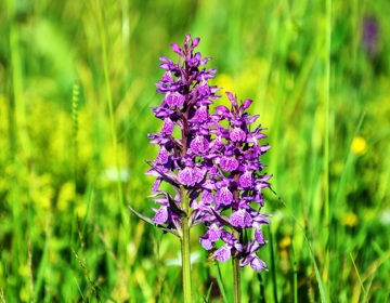 Detailfoto van paarse Orchideebloemen in grasveld (stockfoto)