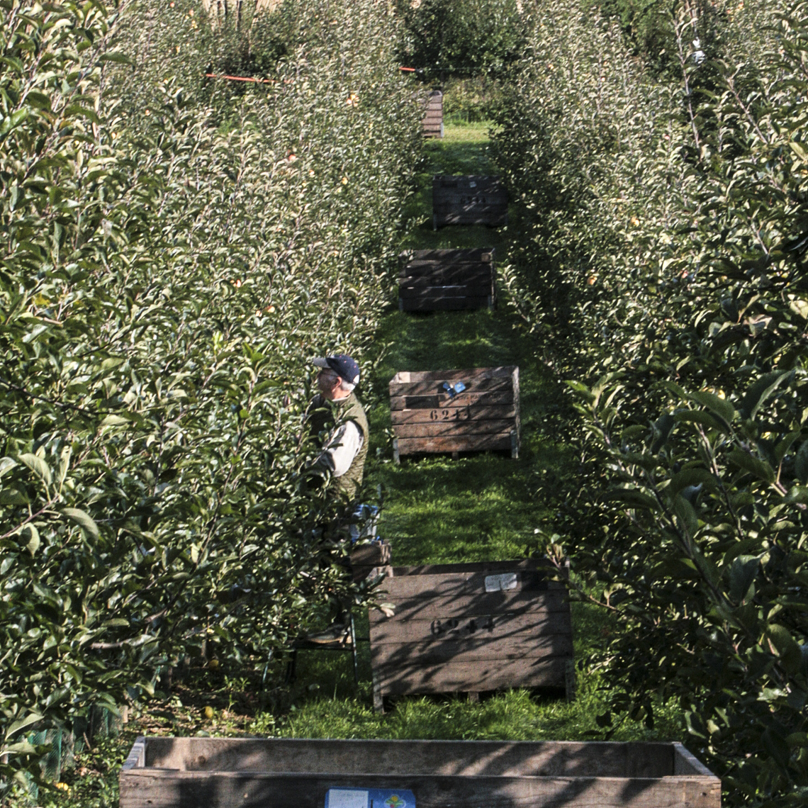 Man plukt appels in fruitgaard waarin fruitkisten staan