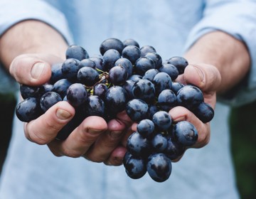 Twee mannenhanden houden een flinke tros blauwe druiven vast