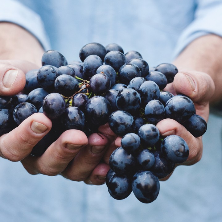 Twee mannenhanden houden een flinke tros blauwe druiven vast