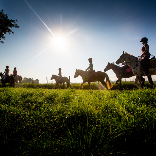 Een groep ruiters rijden paard door wuivend gras