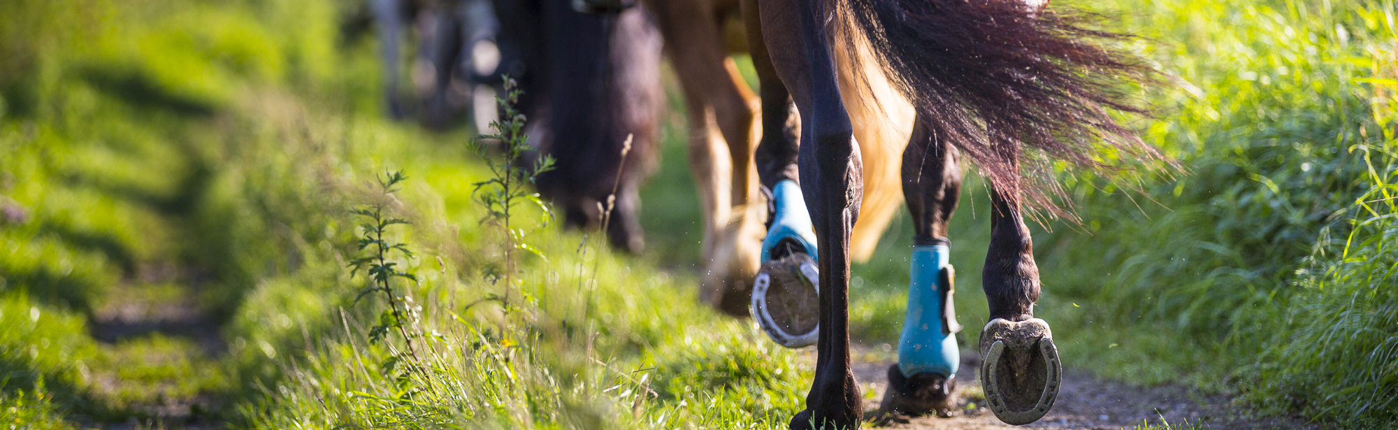 Paardenhoeven van verschillende paarden achter elkaar