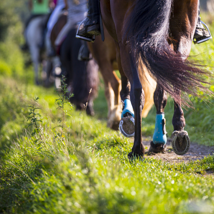 Paardenhoeven van verschillende paarden achter elkaar