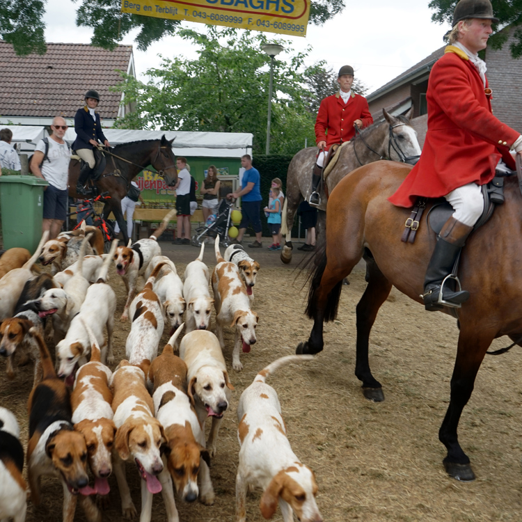 Ruiters op paarden rijden de jaarmarkt in Mesch binnen met een hele roedel honden die erlangs rennen