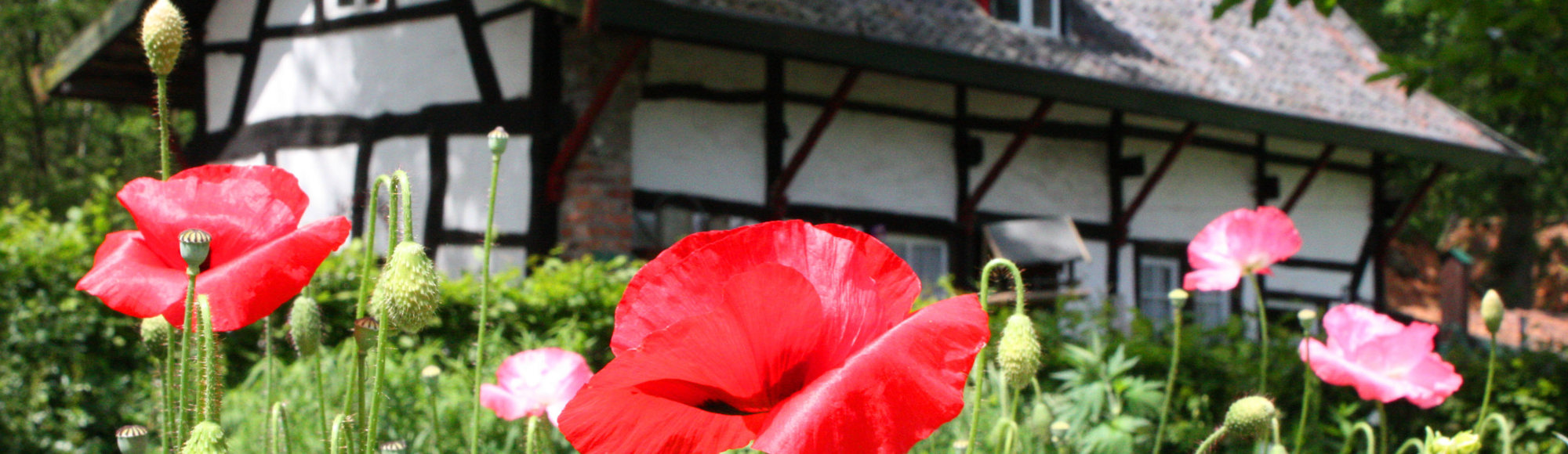 Klaprozen en diverse andere bloemen met achterliggend vakwerkhuis