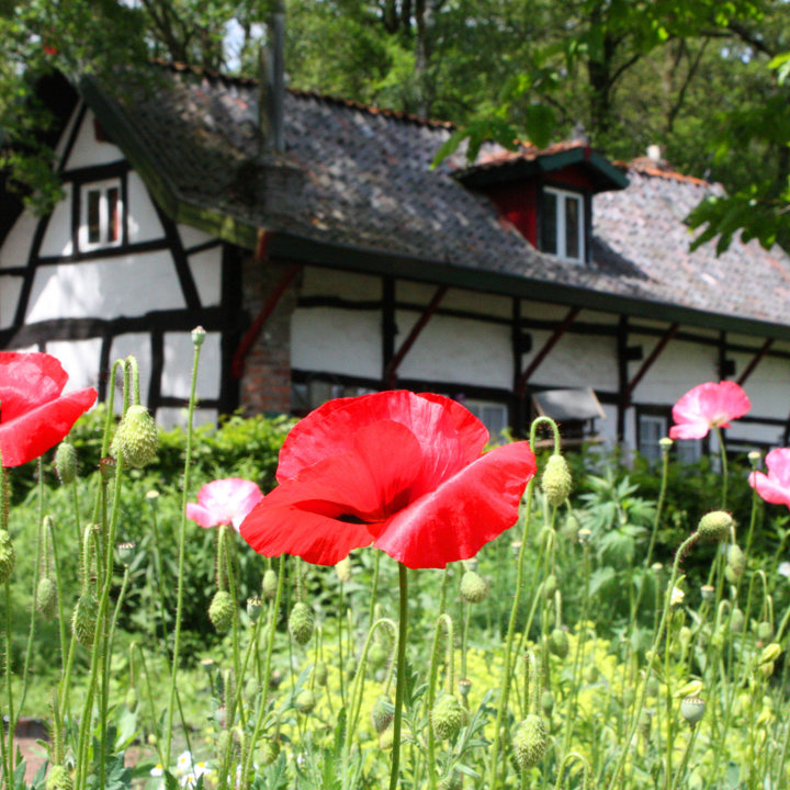 Klaprozen en diverse andere bloemen met achterliggend vakwerkhuis