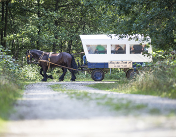 Huifkar van Biej de Tant die rijdt door de Schinveldse Bossen