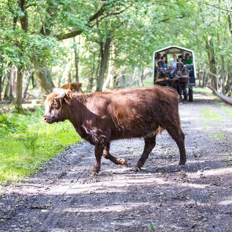 Een Schotse Hooglander steekt het bospad over met op de achtergrond een paardenkoets