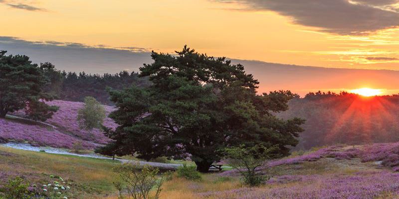 Zonsondergang over de paarse Brunssummerheide