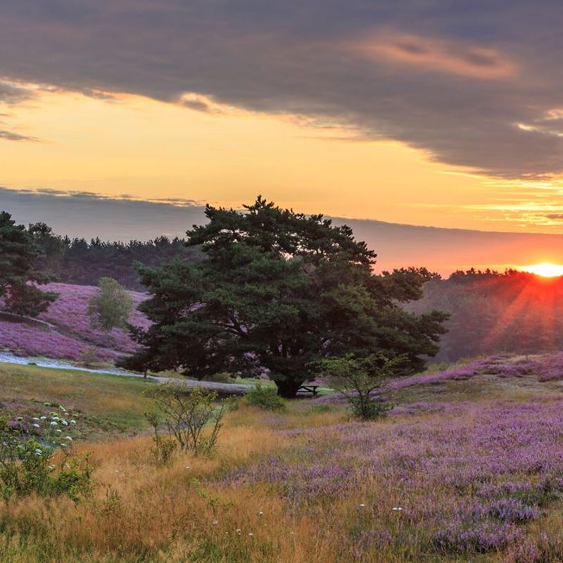 Zonsondergang over de paarse Brunssummerheide