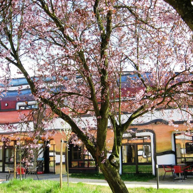 Bloesemboom voor kleurrijk gebouw ontworpen door Friedensreich Hundertwasser