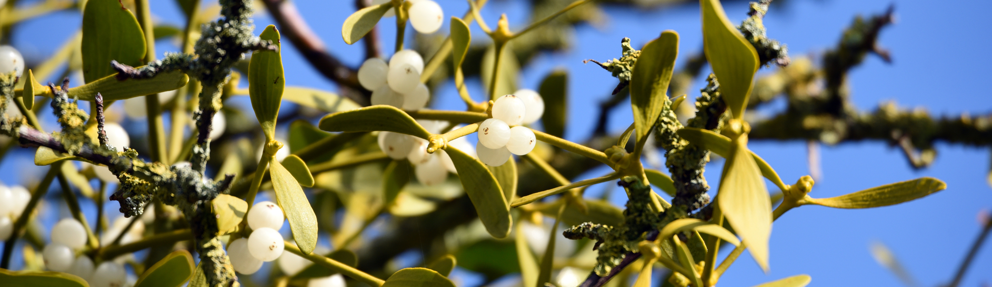 De witte bessen aan een Maretak met achterliggende blauwe hemel (Photo: Paul Appleyard Via Photopin)