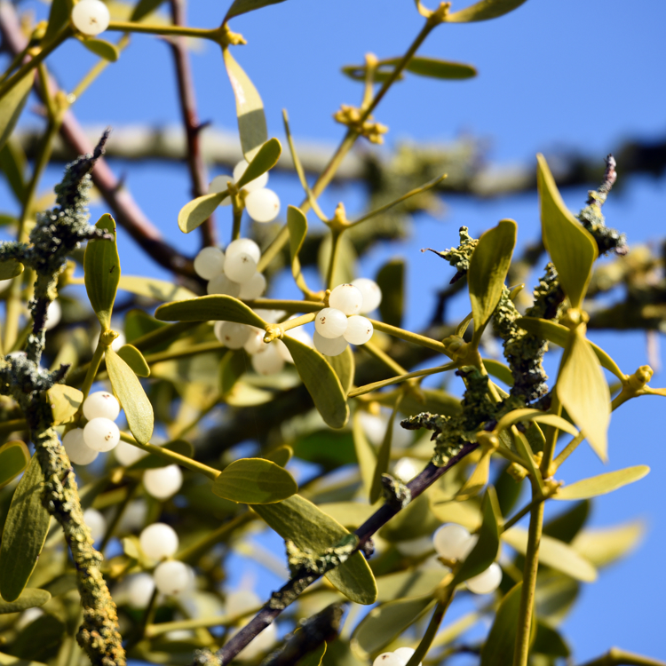 De witte bessen aan een Maretak met achterliggende blauwe hemel (Photo: Paul Appleyard Via Photopin)