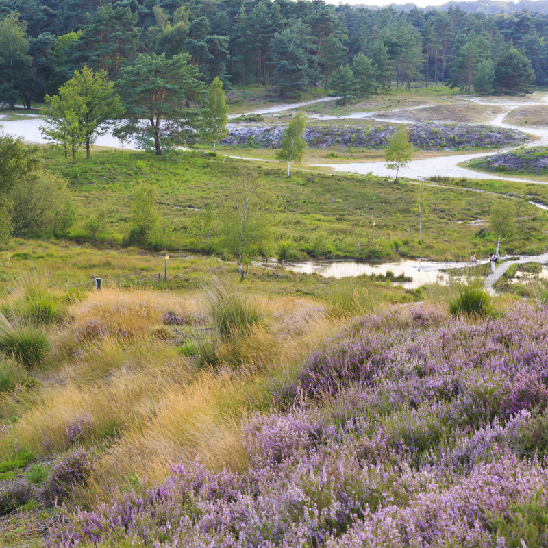 Een vergezicht over de Brunssummerheide