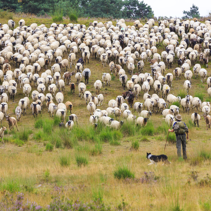 Een grote kudde schapen op de Brunssummerheide met een herder en hond