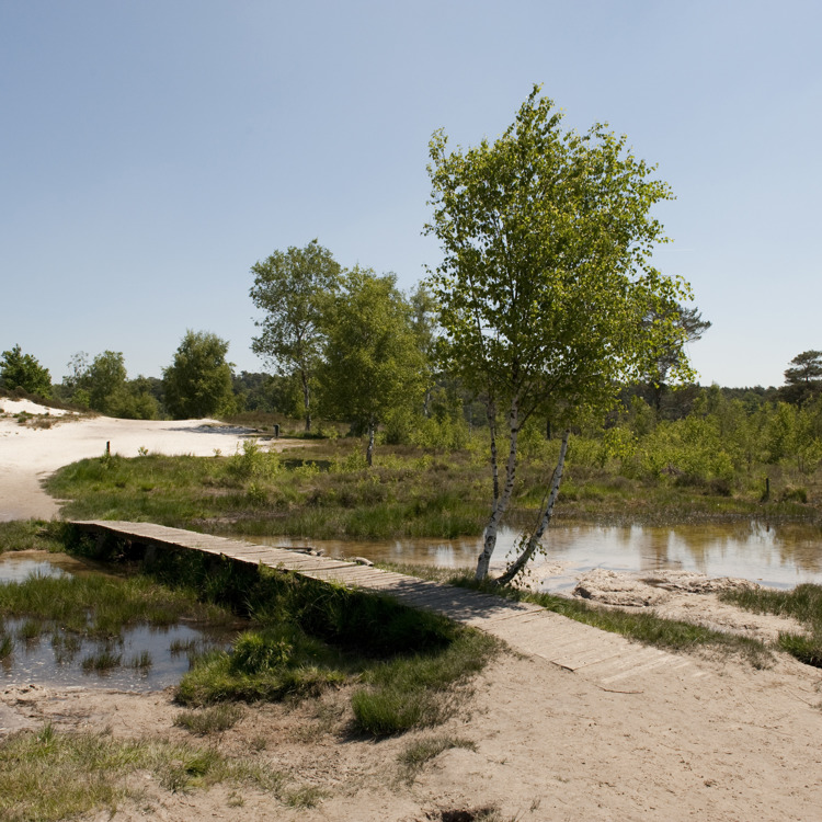 Houten wandelbruggetje over de Roode Beek op de Brunssummerheide