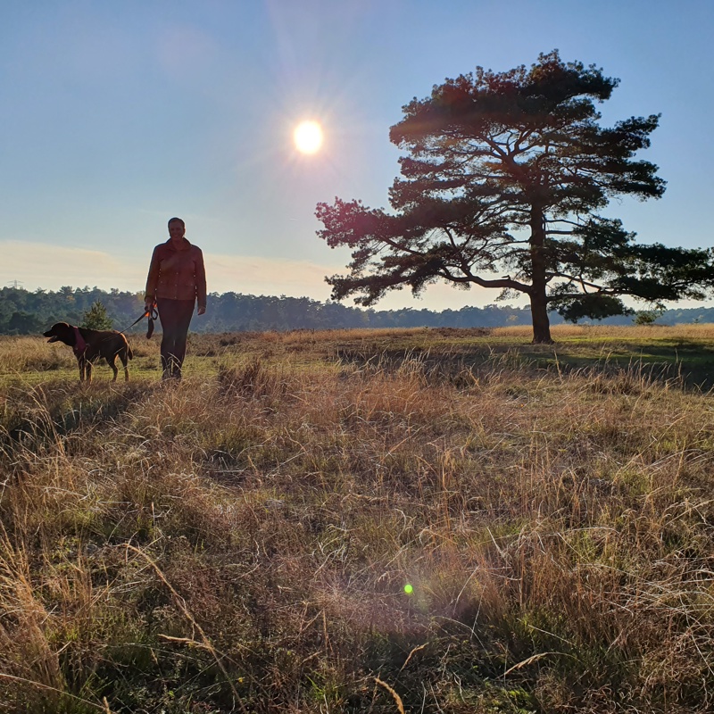 Een vrouw met een hond aan de lijn loopt over de Brunssummerheide en kijkt uit op een boom