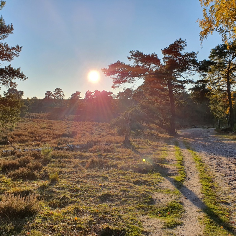 Een pad door de Brunssummerheide tijdens zonsondergang