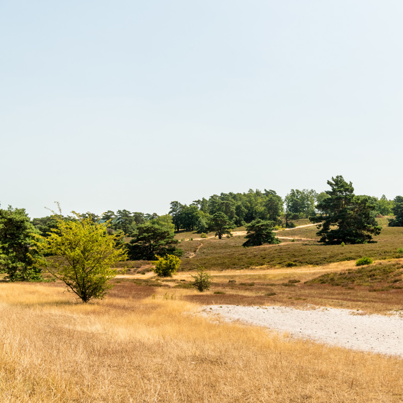 Een zandvlakte en bomen op de Brunssummerheide