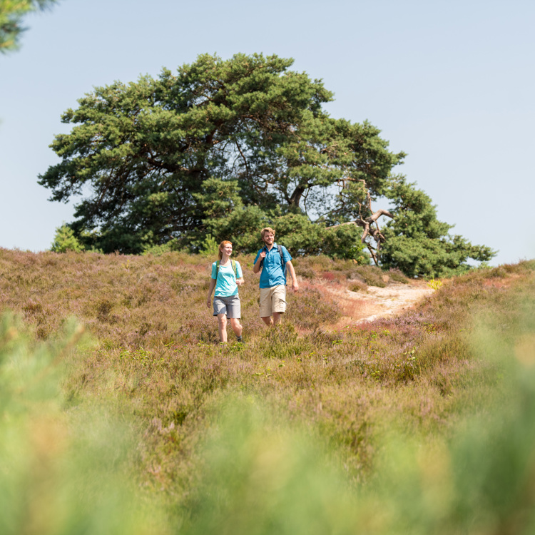 Een Duits koppel wandelt een heuvel af tussen de heide en bomen