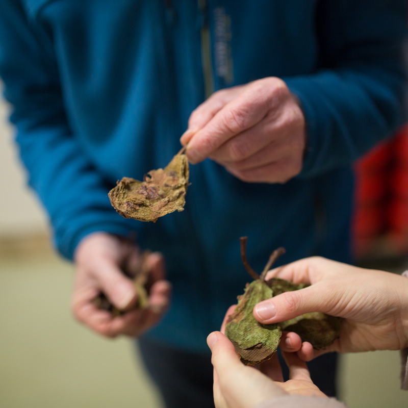 Twee mensen houden gedroogde, gehalveerde peren vast