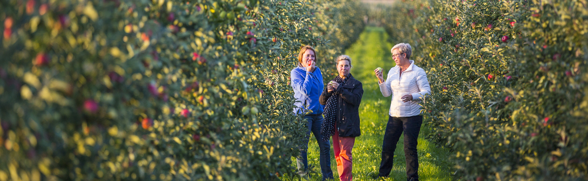 Drie vrouwen eten een appel temidden van een fruitgaard met laagstambomen