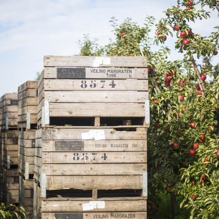 Fruitgaard Met Appels En Veilingkisten In Eijsden Margraten