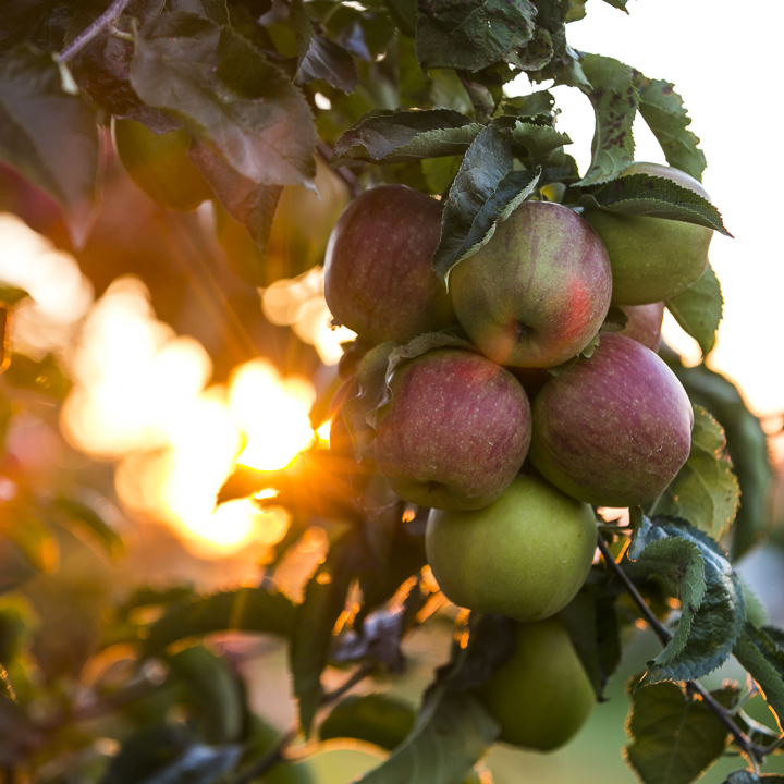Fruitgaard Met Groene En Roodgekleurde Appels in Zonlicht In Zuid Limburg