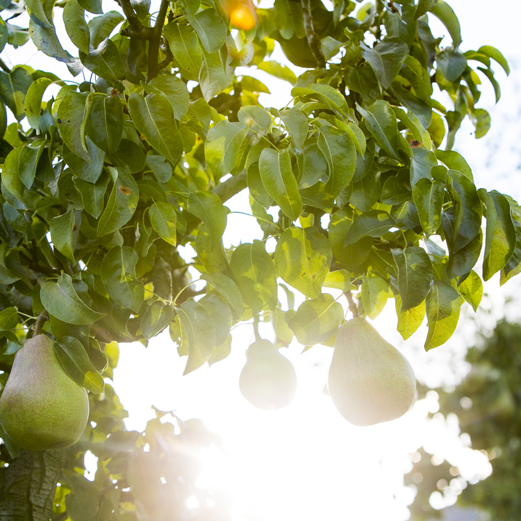 Gerijpte Peren In Fruitgaard Met Zonlicht In Zuid Limburg