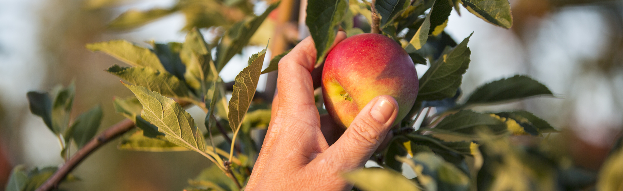 Een hand die een appel plukt van een fruitboom