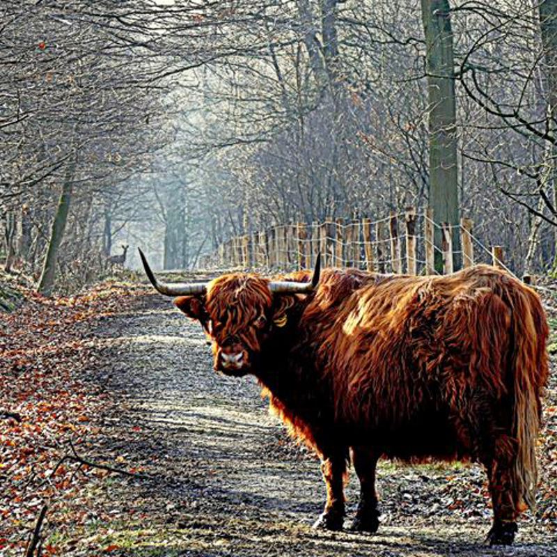 Een schotse hooglander op een bospad in de Schinveldse Bossen tijdens de herfst