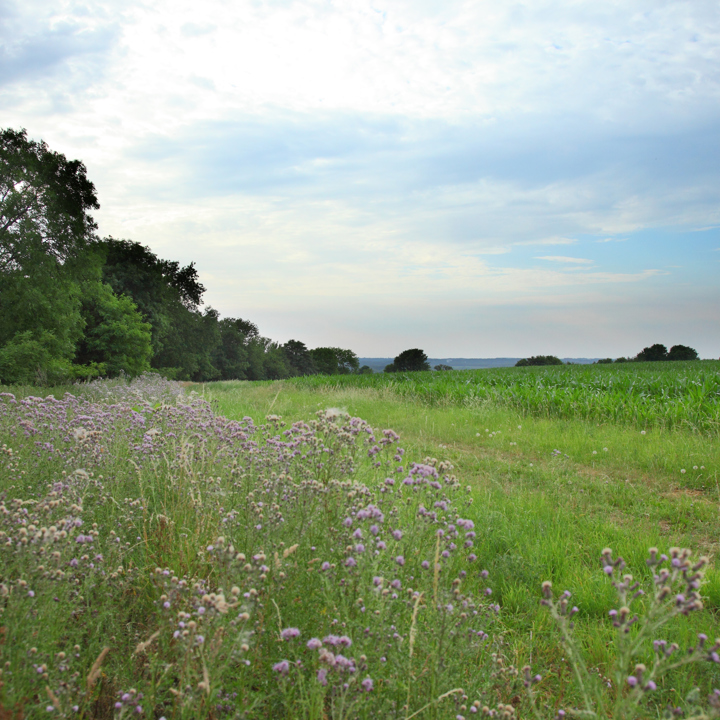 Weide Met paarse Bloemen Op Voorgrond naast bosrand
