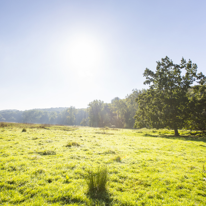 Weide Met Zon, Bomen En Wandelaar Wandeling Ravensbosch