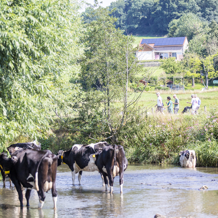 Eijsder Beemden Met Runderen En Wandelaars