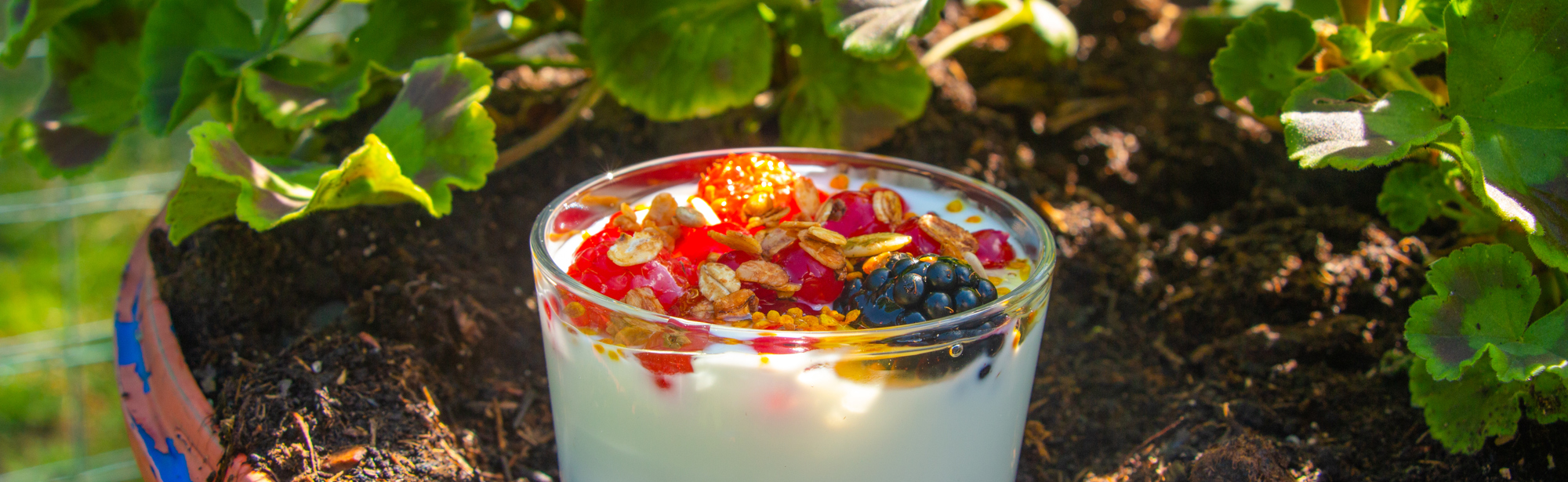 Een kommetje yoghurt met fruit dat in een bloembak staat