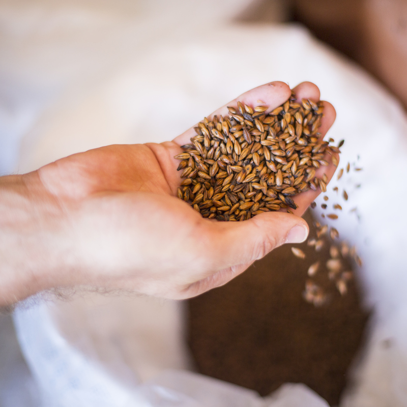 Een hand met gerst boven een jute zak gevuld met gerst in de Brand Bierbrouwerij