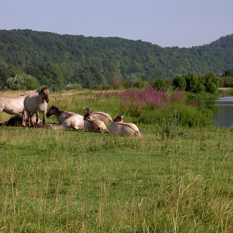 Eijsder Beemden Konikpaarden op de Maasoever