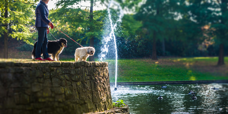 Vrouw staat met twee hondjes bij een vijver inclusief fontein midden het Stadspark Sittard.