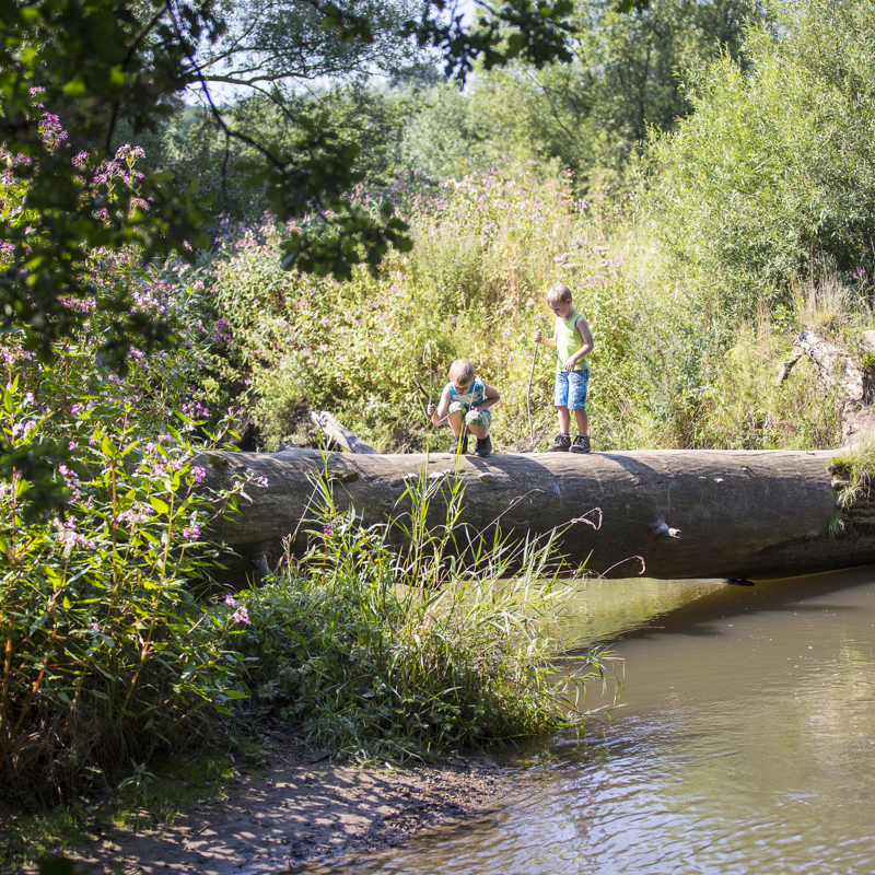 Kinderen lopen over een omgevallen boomstam boven De Geul