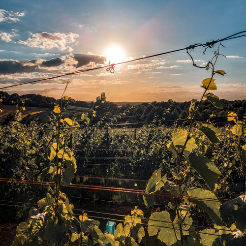 Zonsondergang bij de wijnranken van Landgoed Overst in Voerendaal