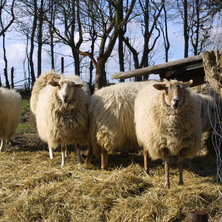 Vier mergellandschapen in de wei met hooi