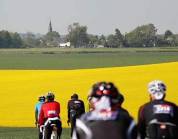Een groep wielrenners fietst richting een geel veld vol korenbloemen