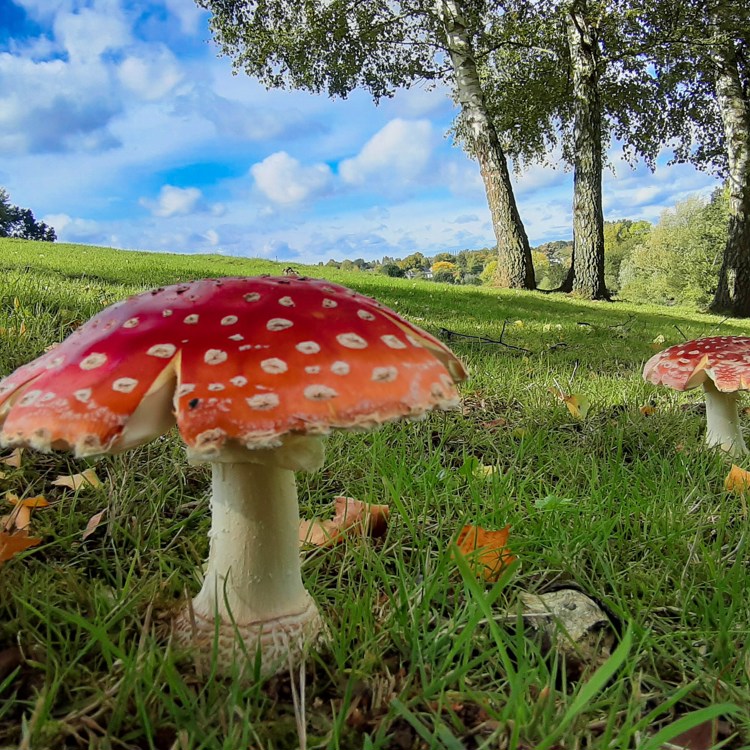 Twee rode paddestoelen met witte stippen in een grasveld